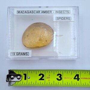 Real Amber Insects with Spiders in Madagascar Fossil Gemstone